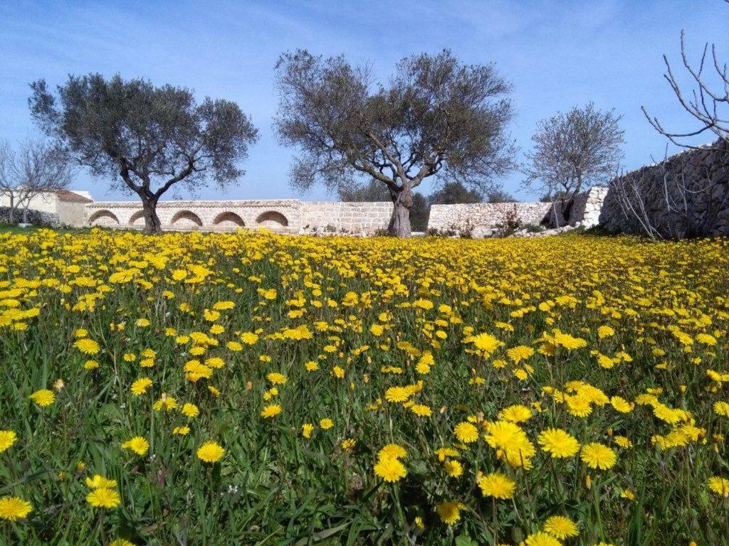 Bed and Breakfast Masseria Conti Filo Altamura Exterior foto