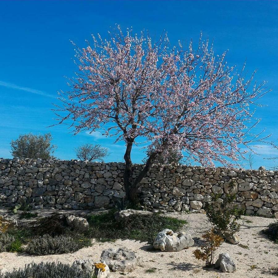 Bed and Breakfast Masseria Conti Filo Altamura Exterior foto